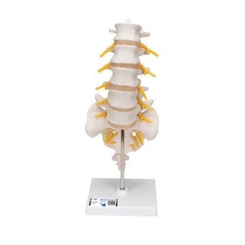 Modello anatomico di colonna vertebrale lombare - A74 - 3B Scientific   - di coccige / di osso sacro / ad uso didattico