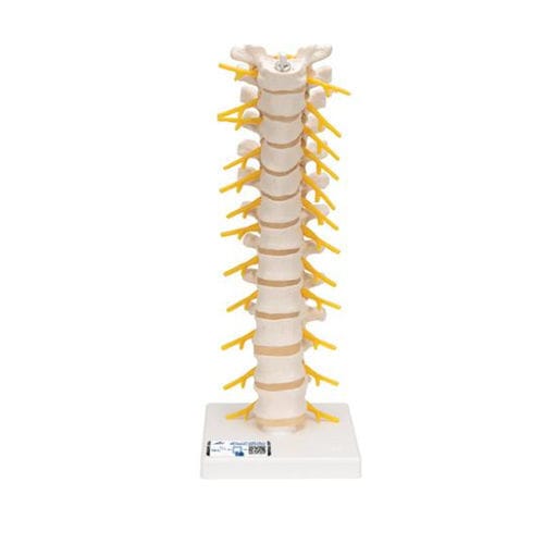 Modello anatomico rachideo - A73 - 3B Scientific   - di midollo spinale / ad uso didattico / flessibile