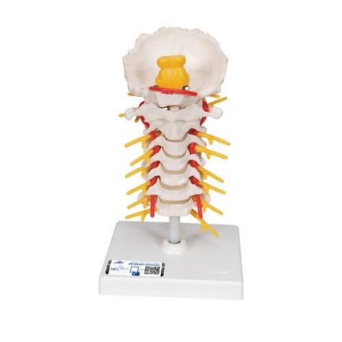 Modello anatomico colonna vertebrale cervicale - A72 - 3B Scientific   - di dischi intervertebrali / di midollo spinale / ad uso didattico