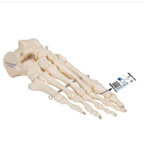 Modello anatomico di scheletro - A30 - 3B Scientific   - di piede / ad uso didattico / flessibile