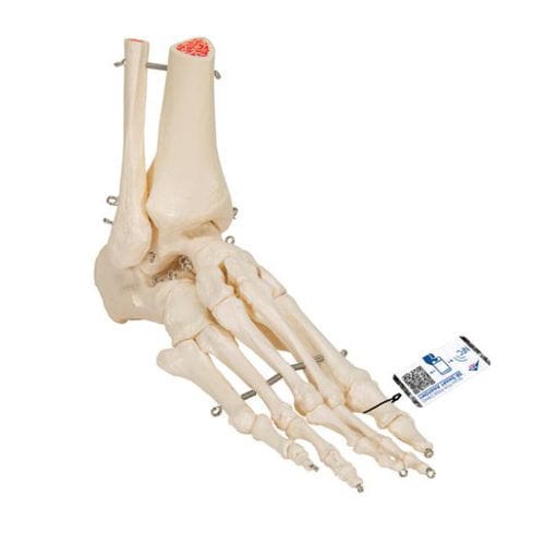 Modello anatomico di scheletro - A31 - 3B Scientific   - di piede / ad uso didattico / flessibile