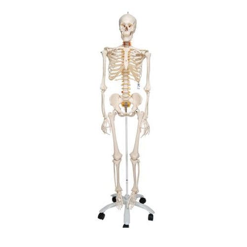 Modello anatomico di scheletro - A15 - 3B Scientific   - ad uso didattico / in plastica / articolato