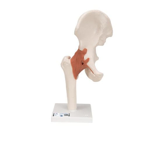 Modello anatomico osseo - A81 - 3B Scientific   - di articolazione / di anca / ad uso didattico