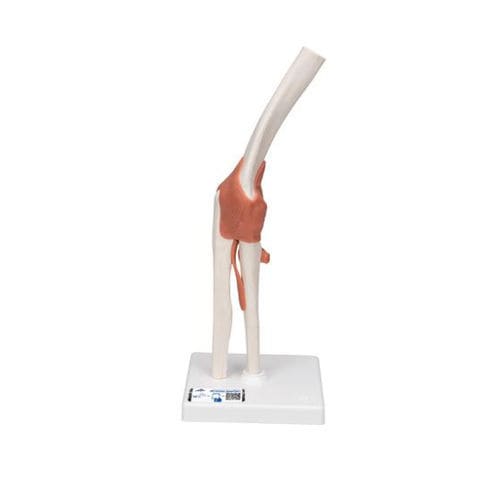 Modello anatomico osseo - A83 - 3B Scientific   - di articolazione / di gomito / ad uso didattico