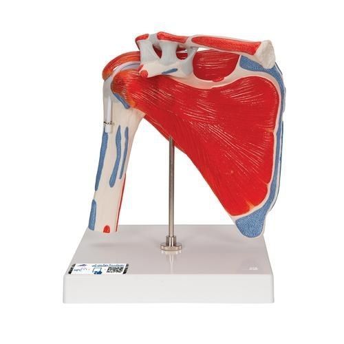 Modello anatomico osseo - A880 - 3B Scientific   - di muscolo / di spalla / ad uso didattico