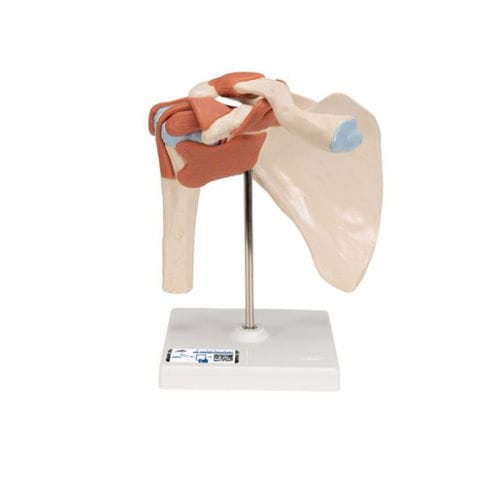 Modello anatomico osseo - A80/1 - 3B Scientific   - di articolazione / di spalla / ad uso didattico