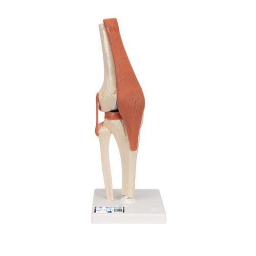 Modello anatomico osseo - A82/1 - 3B Scientific   - di articolazione / per ginocchio / ad uso didattico