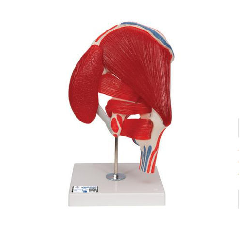 Modello anatomico di articolazione - A881 - 3B Scientific   - di anca / ad uso didattico