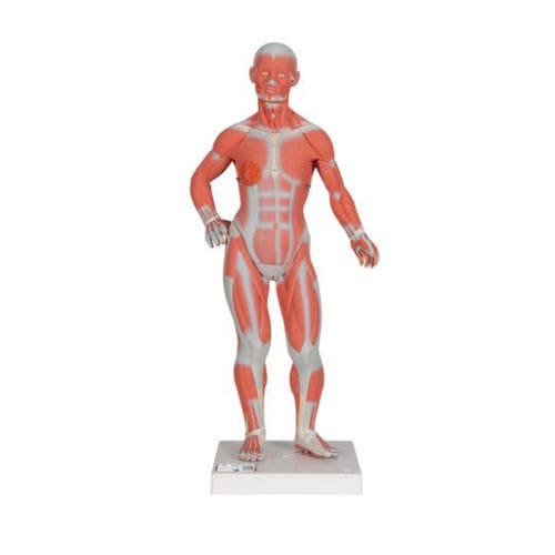 Modello anatomico muscolare - B59 - 3B Scientific   - di corpo intero / ad uso didattico / in miniatura