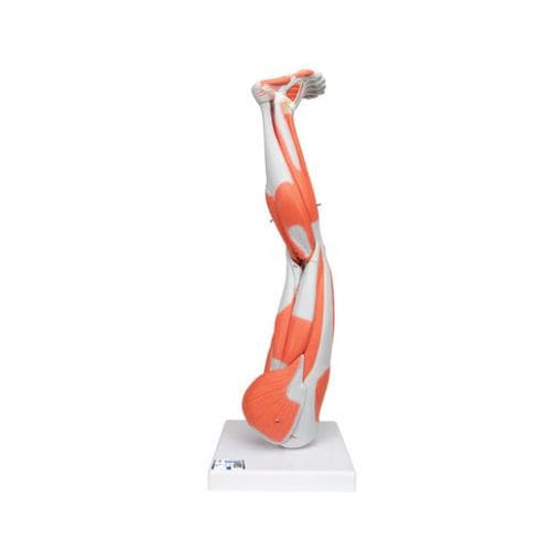 Modello anatomico di muscolo - M20 - 3B Scientific   - di gamba / ad uso didattico / con nervi