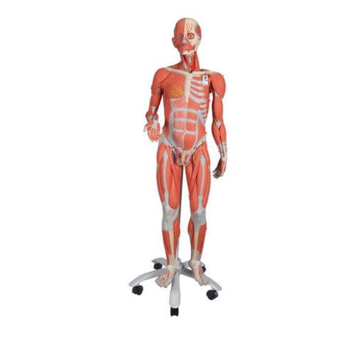 Modello anatomico di muscolo - B50 - 3B Scientific   - di corpo intero / didattico / con muscolatura