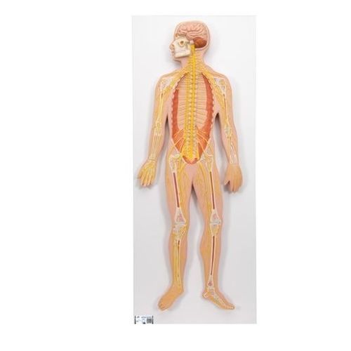 Modello anatomico di sistema nervoso - C30  - 3B Scientific   - ad uso didattico / in miniatura