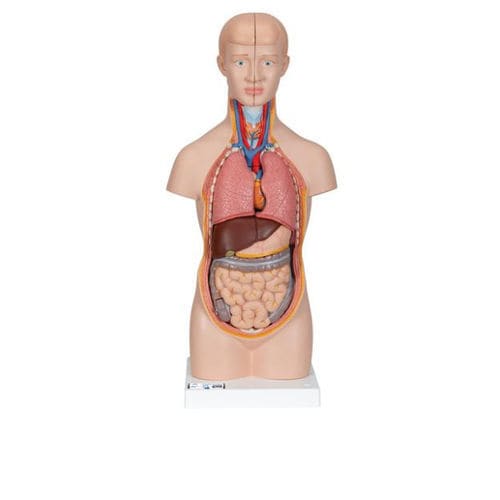 Modello anatomico di torso - B22 - 3B Scientific   - ad uso didattico / in miniatura / disarticolato