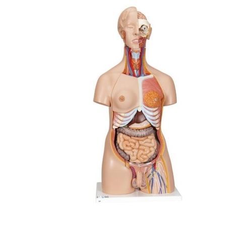 Modello anatomico corpo - B30 - 3B Scientific   - ad uso didattico / in miniatura