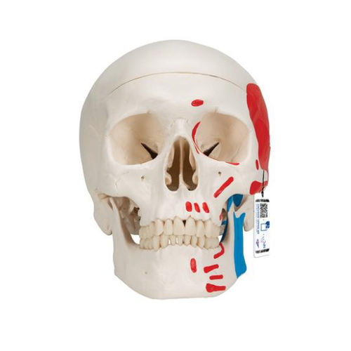 Modello anatomico di cranio - A23 - 3B Scientific   - ad uso didattico / in plastica / con marcatura dei muscoli