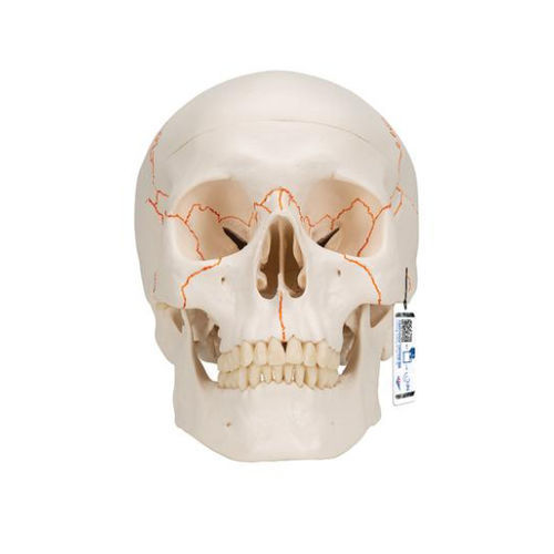 Modello anatomico di cranio - A21 - 3B Scientific   - ad uso didattico / in plastica