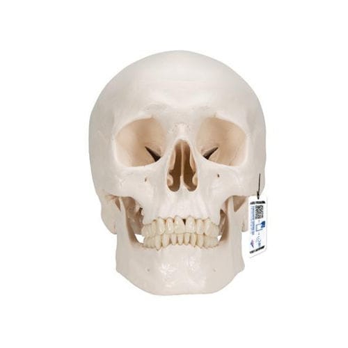 Modello anatomico di cranio - A20/9 - 3B Scientific   - di cervello / ad uso didattico / in plastica