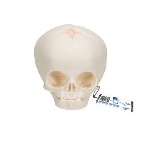 Modello anatomico di cranio - A25 - 3B Scientific   - ad uso didattico / di feto / articolato