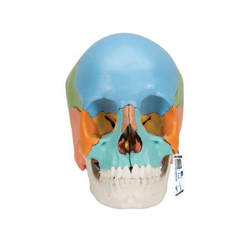 Modello anatomico di cranio - A291  - 3B Scientific   - ad uso didattico / in plastica / articolato