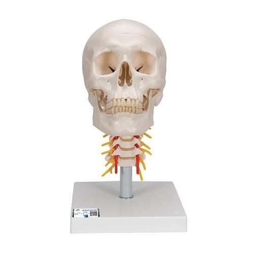 Modello anatomico di cranio - A20/1 - 3B Scientific   - ad uso didattico