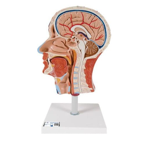Modello anatomico di testa - C14  - 3B Scientific   - ad uso didattico / con muscolatura