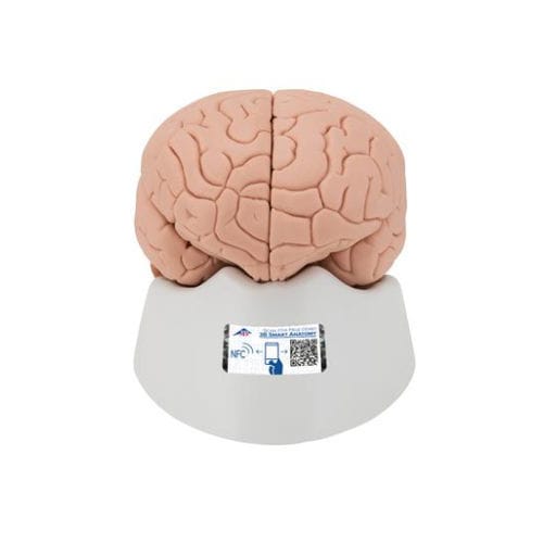 Modello anatomico di cervello - C15 - 3B Scientific  