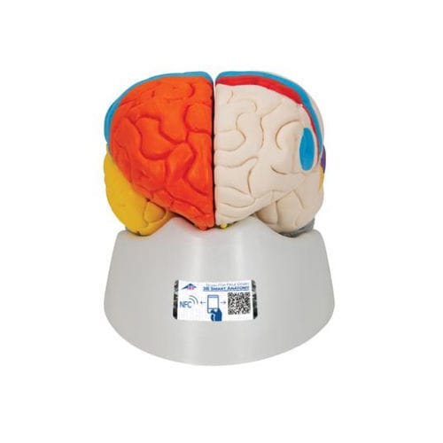 Modello anatomico di cervello - C22 - 3B Scientific   - ad uso didattico