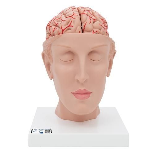 Modello anatomico di testa - C25 - 3B Scientific   - di cervello / ad uso didattico