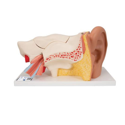 Modello anatomico di orecchio interno - E11 - 3B Scientific   - ad uso didattico
