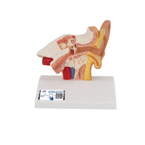 Modello anatomico di orecchio interno - E12 - 3B Scientific  