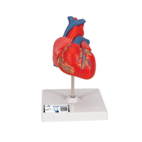 Modello anatomico di cuore - G08 - 3B Scientific   - ad uso didattico