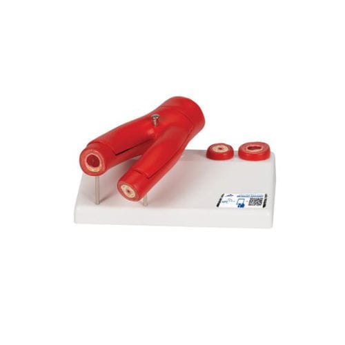 Modello vascolare di arteria - G40 - 3B Scientific   - ad uso didattico / dell'arteriosclerosi / con vasi sanguigni