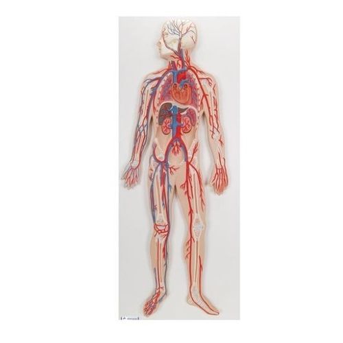 Modello vascolare di sistema circolatorio - G30 - 3B Scientific   - di corpo intero / ad uso didattico