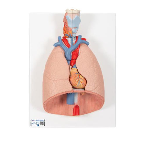 Modello anatomico di polmone - G15 - 3B Scientific   - di laringe / ad uso didattico