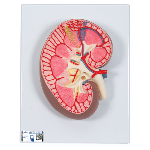 Modello anatomico rene - K10 - 3B Scientific   - ad uso didattico
