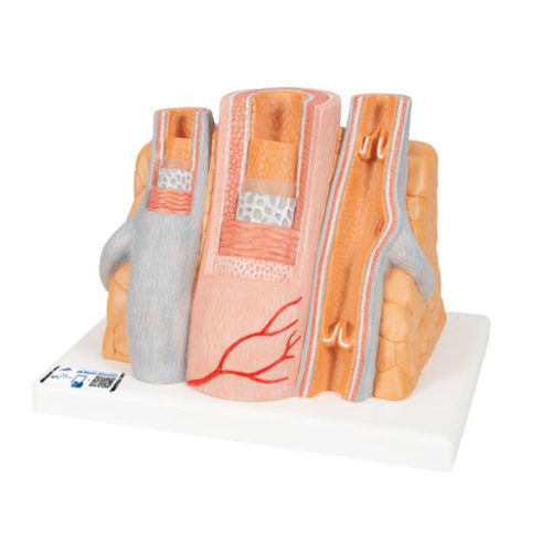 Modello anatomico di arteria - G42 - 3B Scientific   - di vena / ad uso didattico