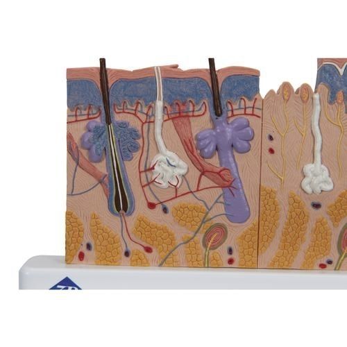Modello anatomico di pelle - J11  - 3B Scientific   - ad uso didattico / con nervi