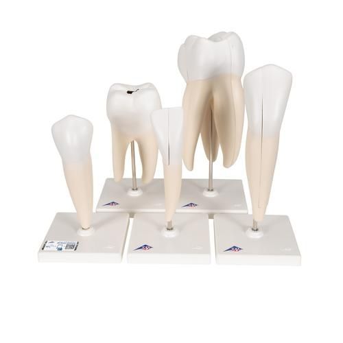 Modello anatomico di denti - D10  - 3B Scientific   - didattico
