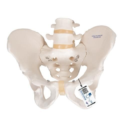 Modello anatomico di scheletro - A60   - 3B Scientific   - di bacino / ad uso didattico / maschile