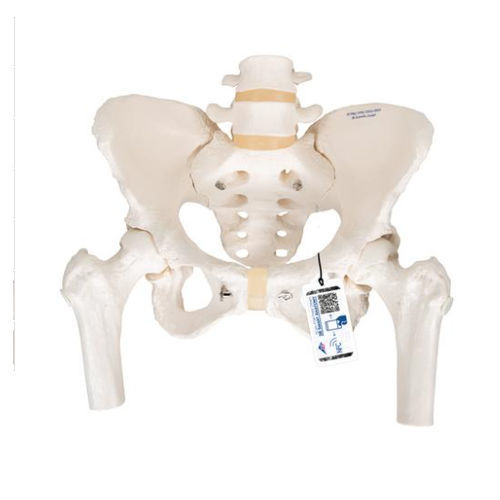 Modello anatomico di scheletro - A62 - 3B Scientific   - di bacino / di femore / femminile