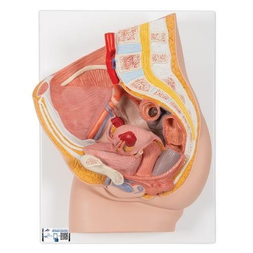Modello anatomico di bacino - H10 - 3B Scientific   - ad uso didattico / di gravidanza / femminile