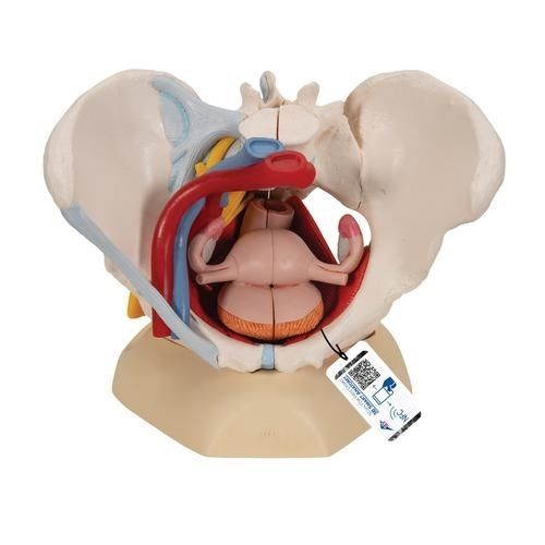 Modello anatomico di bacino - H20/4 - 3B Scientific   - ad uso didattico / femminile / con nervi