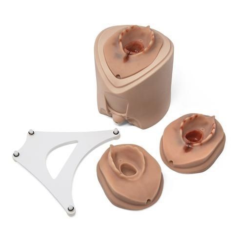 Simulatore di parto - P96 - 3B Scientific   - didattico / per sutura / per chirurgia