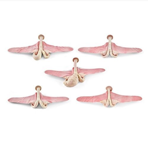 Modello anatomico uterino - 1025499 - 3B Scientific   - per teriogenologia / didattico / di bovino