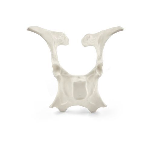 Modello anatomico di bacino - 10255 series - 3B Scientific   - veterinario / di palpazione / didattico