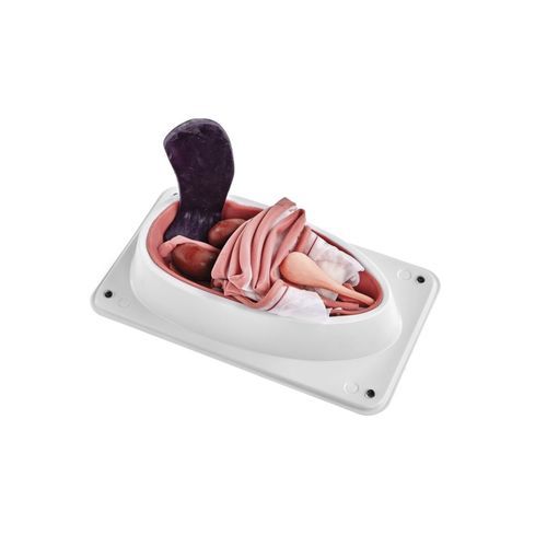Simulatore di sterilizzazione canina - 1025627 - 3B Scientific   - per sutura / canino / in plastica