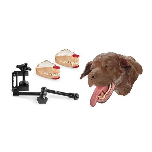 Simulatore didattico - 1025636 - 3B Scientific   - per estrazione dentale / odontoiatrico / canino