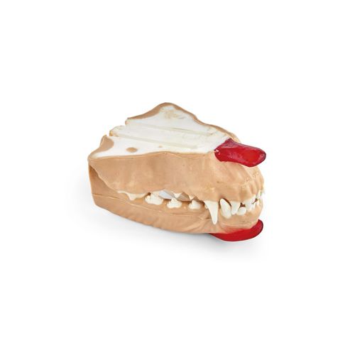 Modello anatomico di mandibola - 102564 series - 3B Scientific   - di denti / odontoiatrico / gengivale