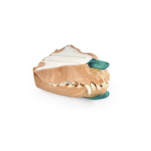 Modello anatomico di denti - 1025651 - 3B Scientific   - odontoiatrico / di mandibola / da veterinario