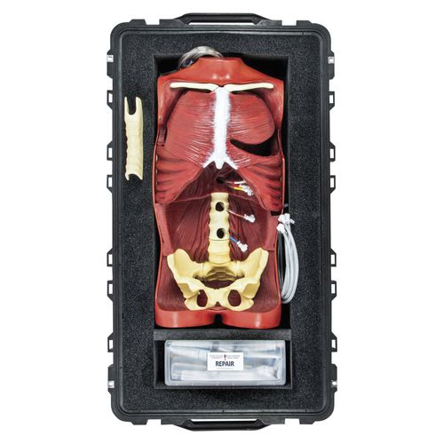Simulatore didattico - OS3 - 3B Scientific   - per chirurgia / per chirurgia / a blocco